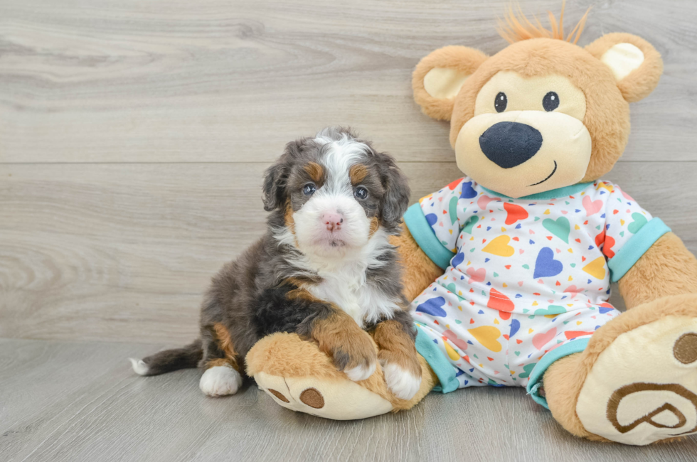 5 week old Mini Bernedoodle Puppy For Sale - Premier Pups