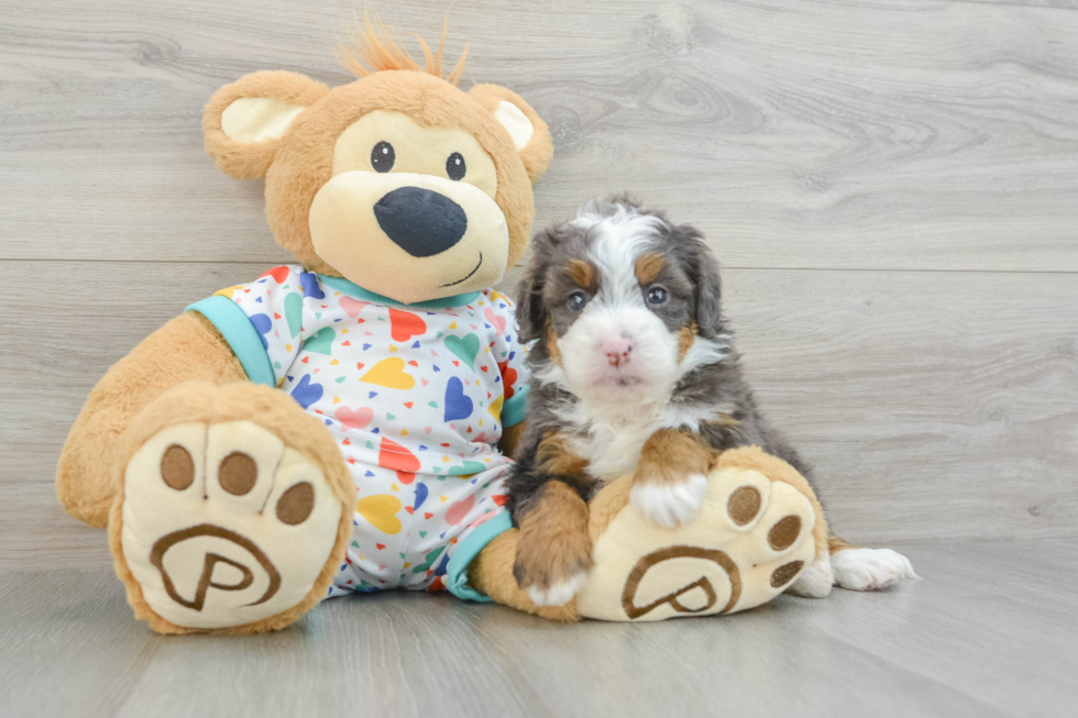 Best Mini Bernedoodle Baby