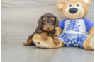 Funny Mini Bernedoodle Poodle Mix Pup