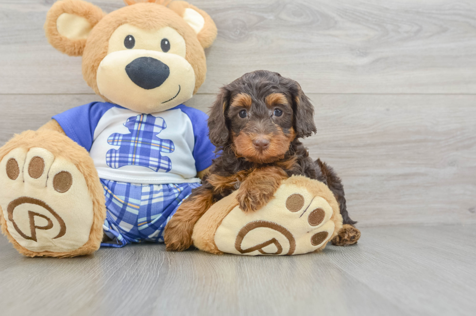 5 week old Mini Bernedoodle Puppy For Sale - Premier Pups