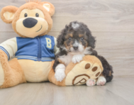 8 week old Mini Bernedoodle Puppy For Sale - Premier Pups