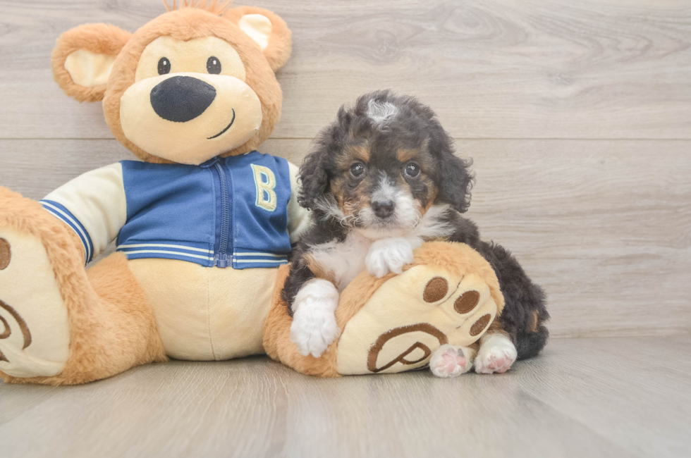 5 week old Mini Bernedoodle Puppy For Sale - Premier Pups