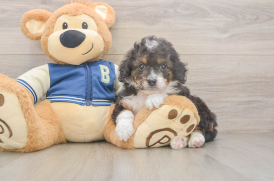 Mini Bernedoodle Puppy for Adoption