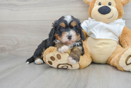 Small Mini Bernedoodle Baby