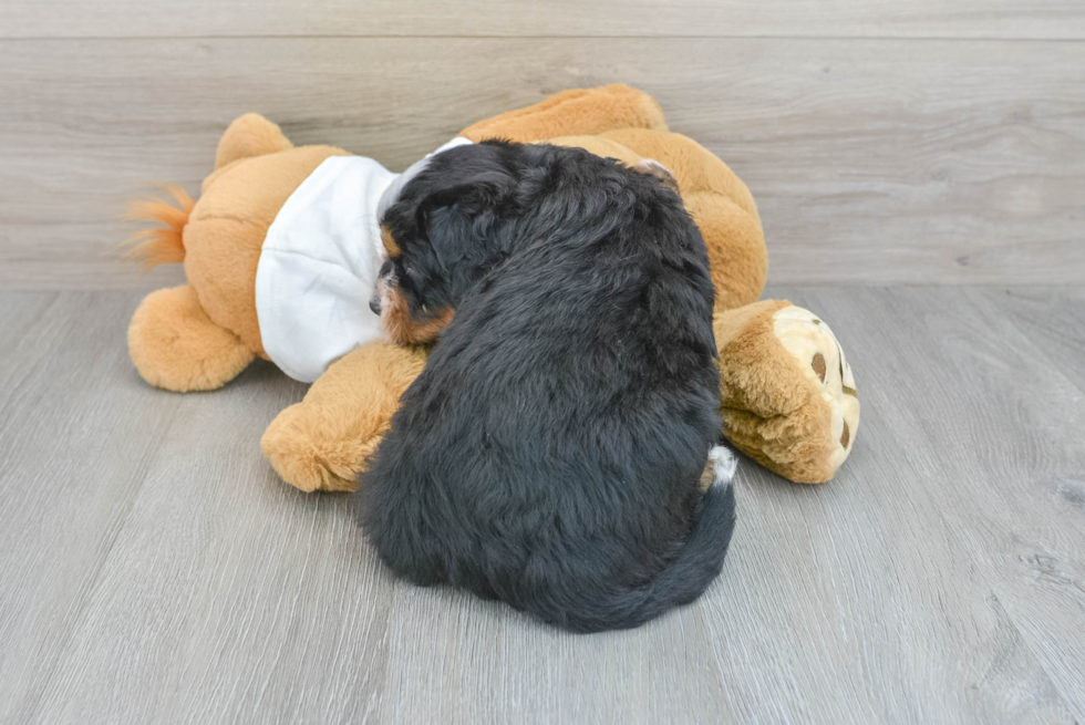 Petite Mini Bernedoodle Poodle Mix Pup