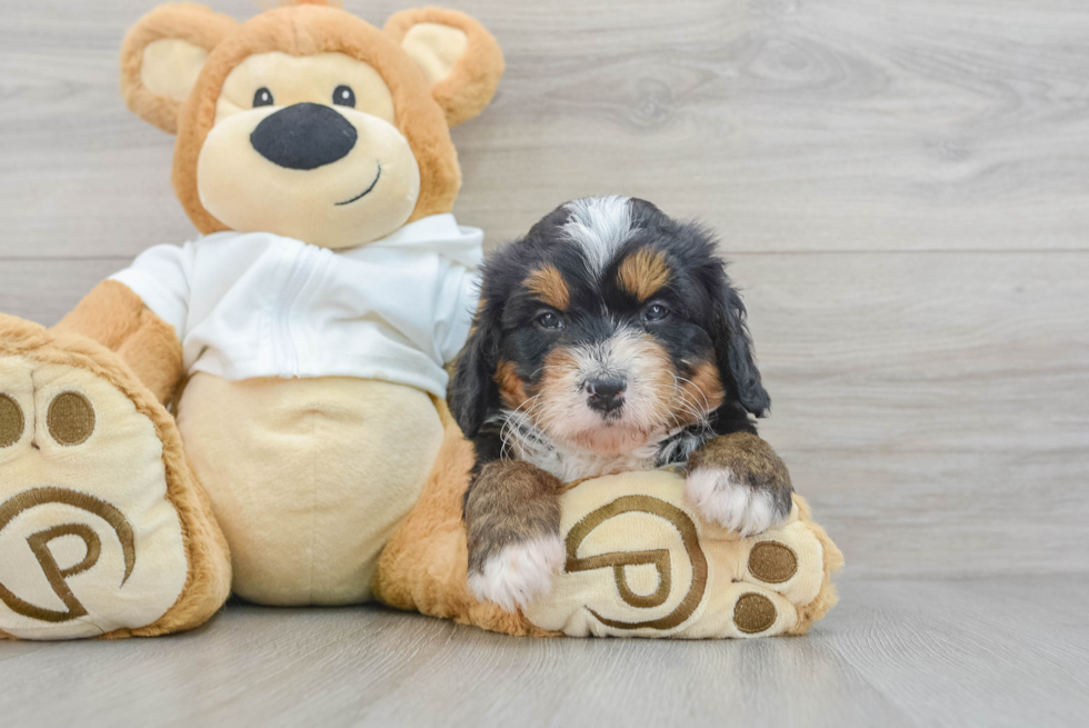 Mini Bernedoodle Pup Being Cute