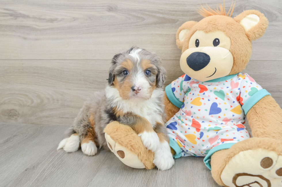 5 week old Mini Bernedoodle Puppy For Sale - Premier Pups