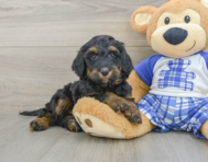 7 week old Mini Bernedoodle Puppy For Sale - Premier Pups