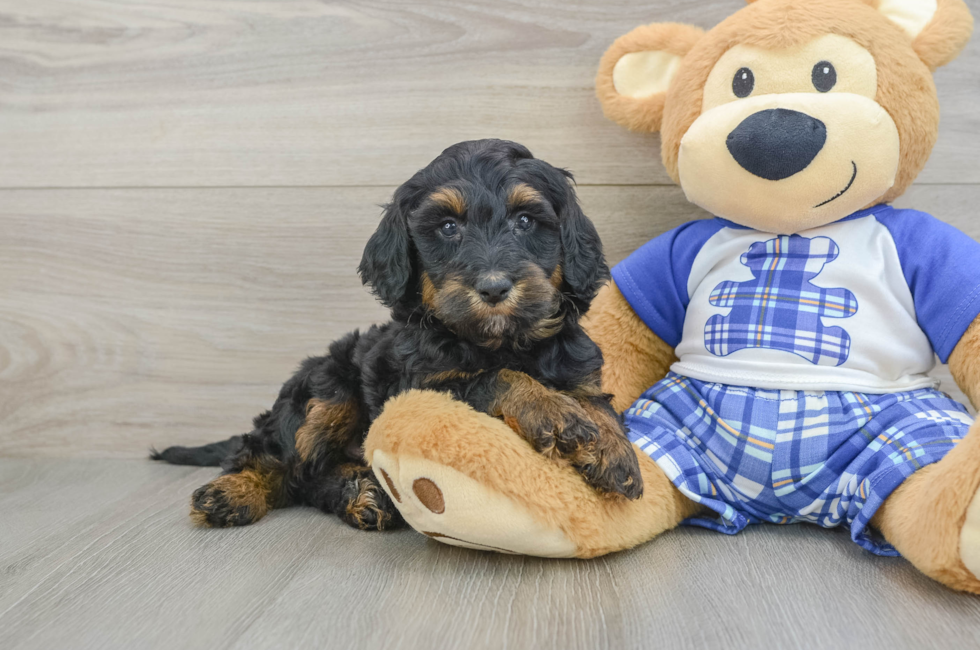 5 week old Mini Bernedoodle Puppy For Sale - Premier Pups