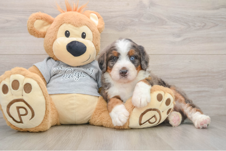 Best Mini Bernedoodle Baby