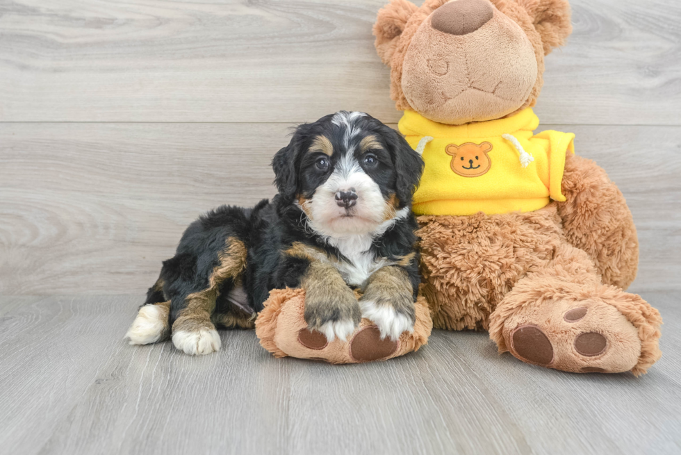 Mini Bernedoodle Puppy for Adoption