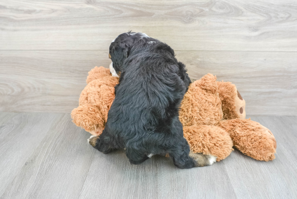 Best Mini Bernedoodle Baby