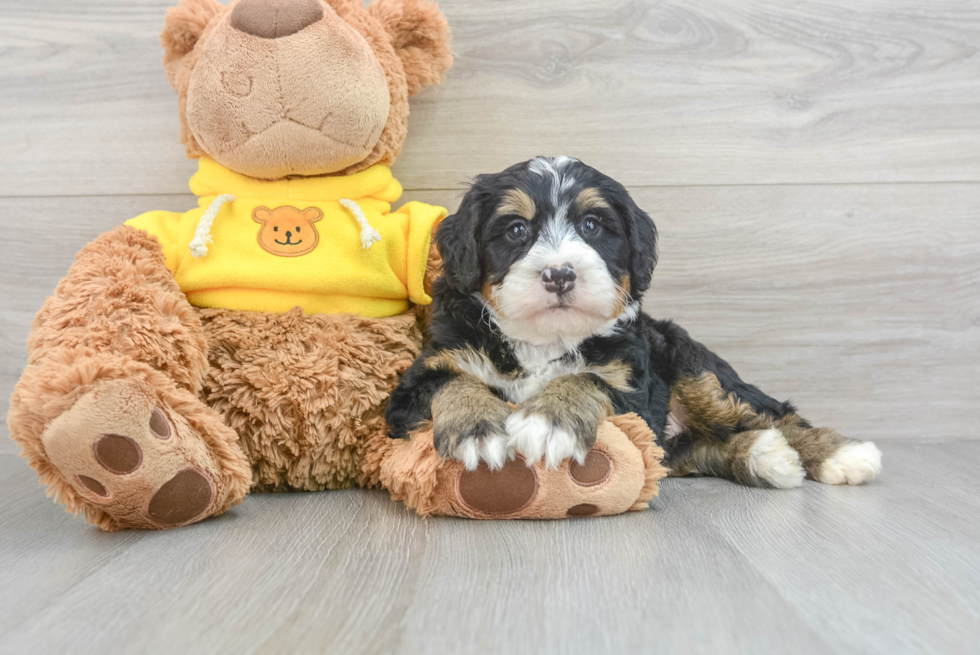 Mini Bernedoodle Pup Being Cute