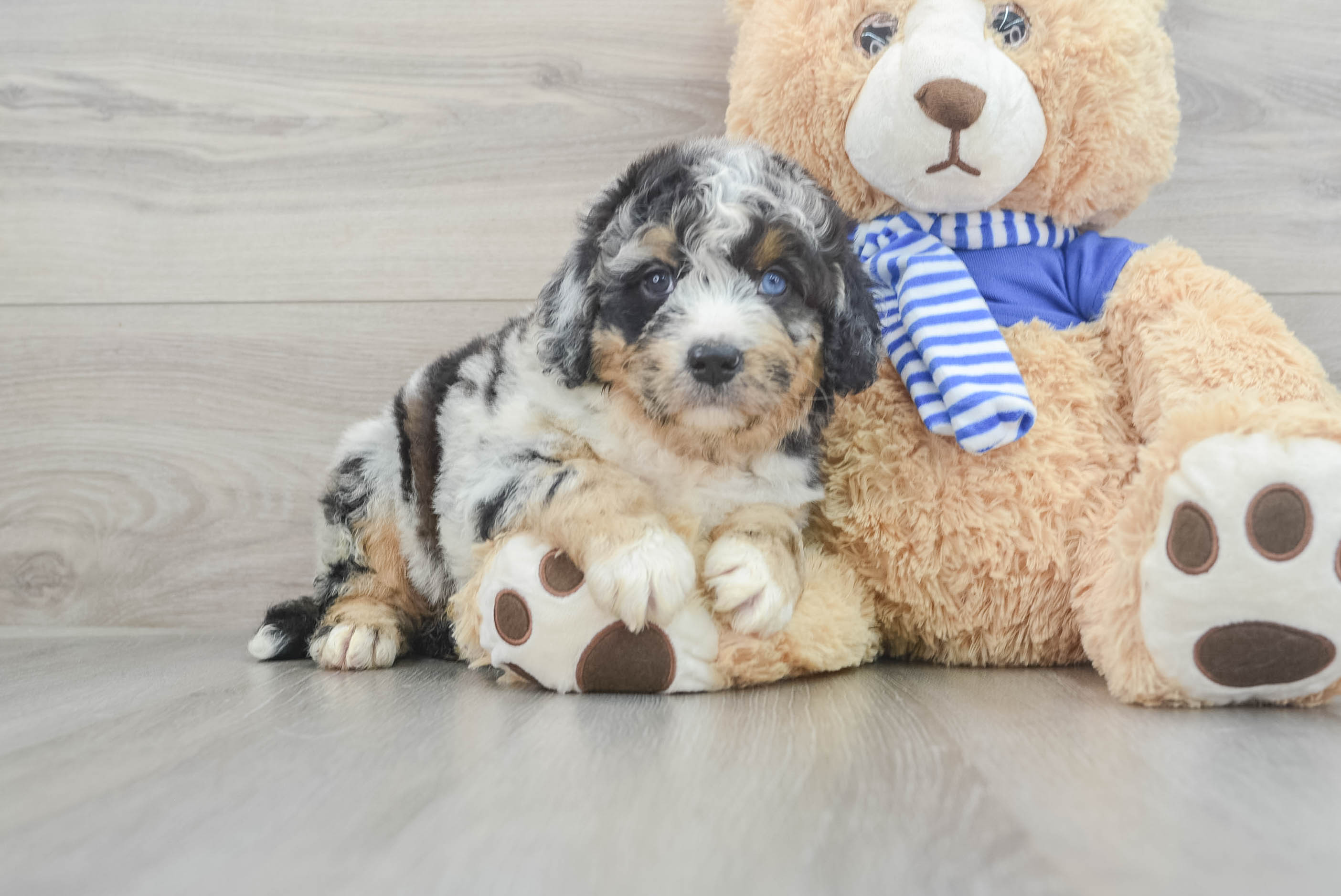 Friendly Mini Bernedoodle Baby