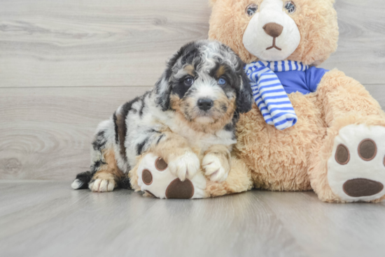 Friendly Mini Bernedoodle Baby