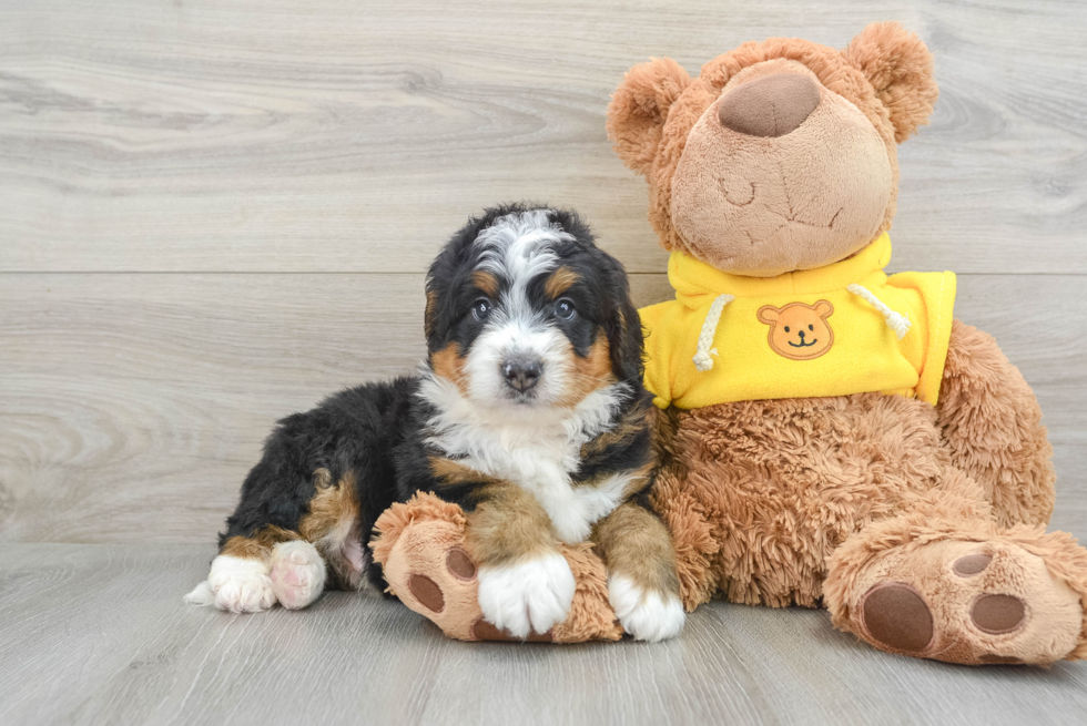 Popular Mini Bernedoodle Poodle Mix Pup