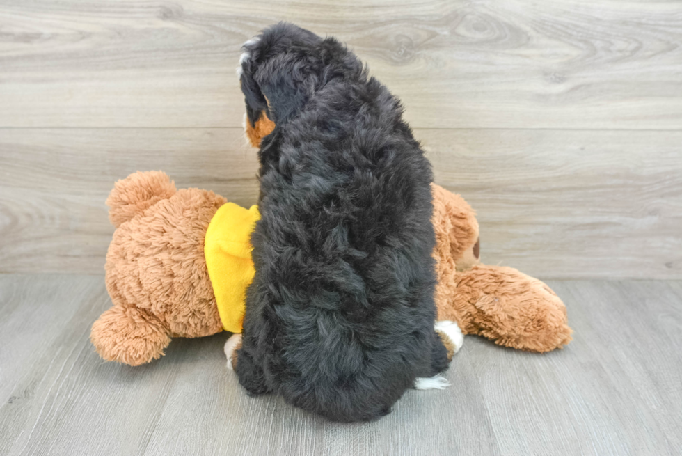 Smart Mini Bernedoodle Poodle Mix Pup