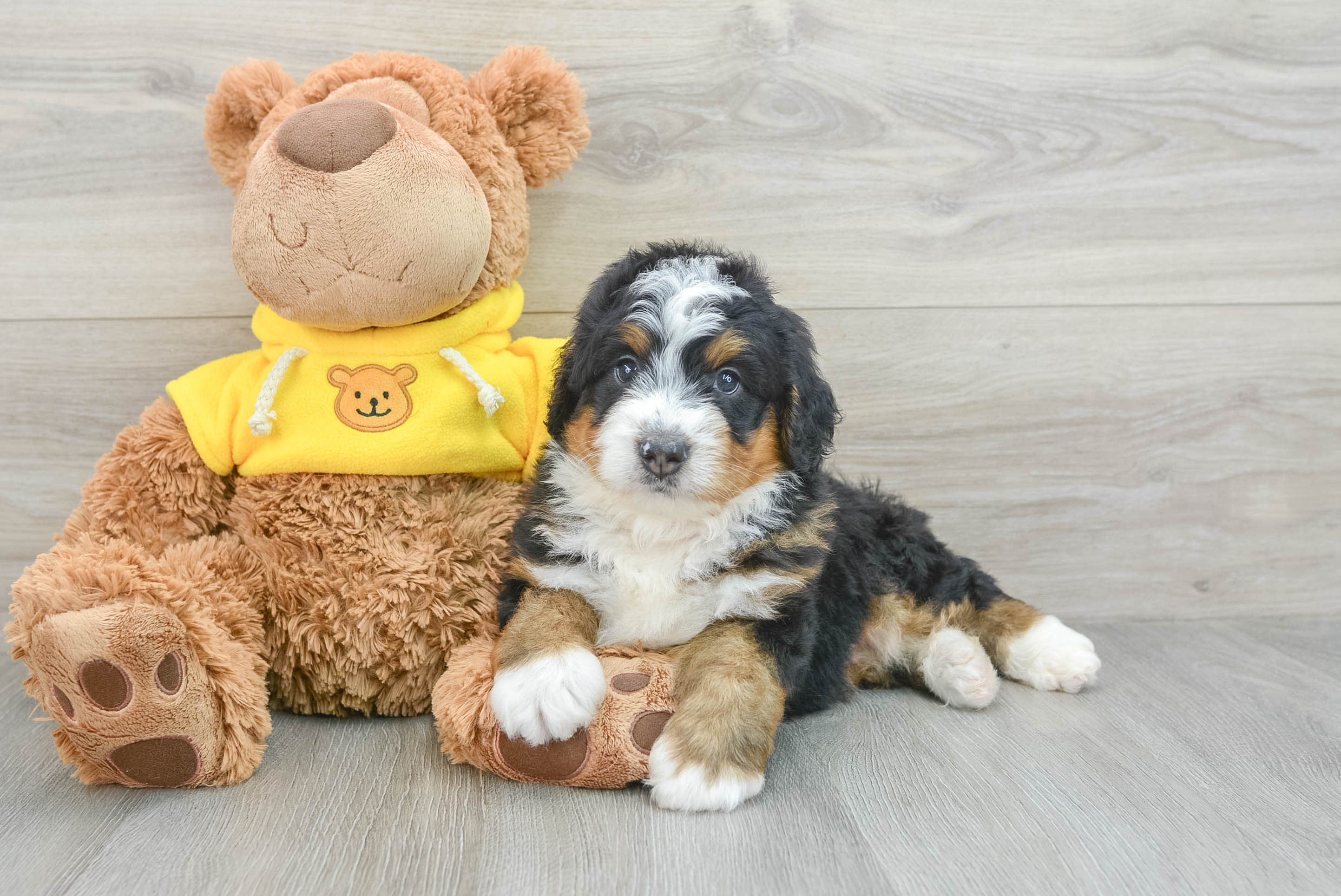 Mini Bernedoodle Pup Being Cute