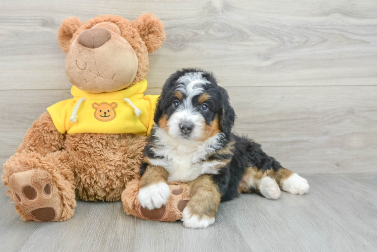 Mini Bernedoodle Pup Being Cute