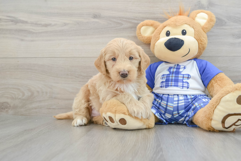 Friendly Mini Bernedoodle Baby