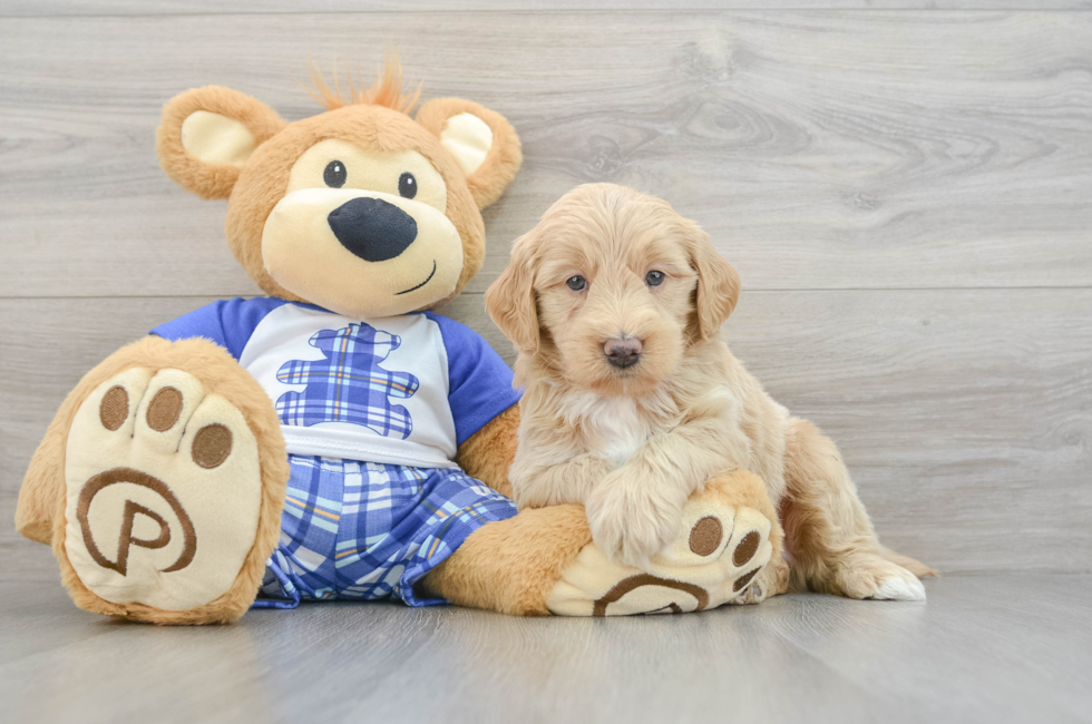 5 week old Mini Bernedoodle Puppy For Sale - Premier Pups