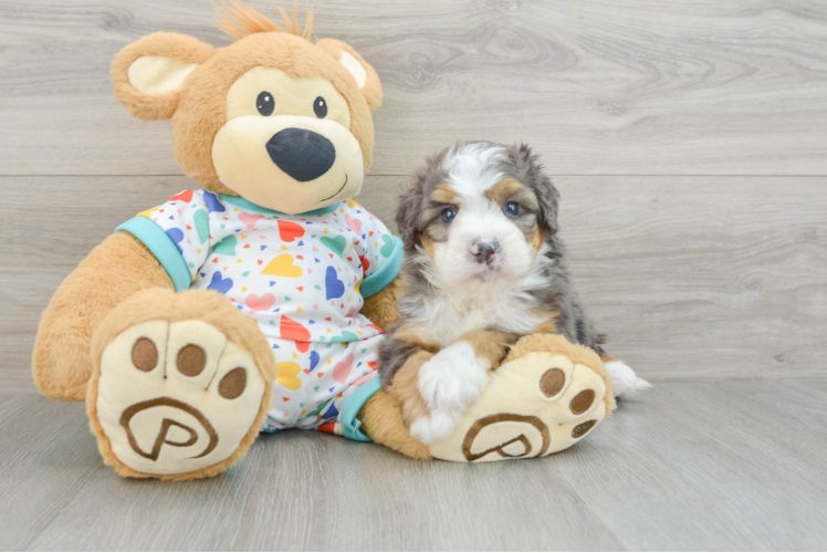 Hypoallergenic Bernadoodle Poodle Mix Puppy