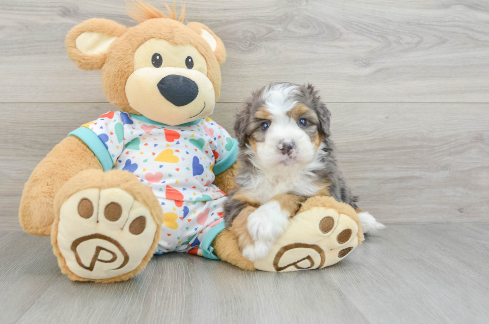 5 week old Mini Bernedoodle Puppy For Sale - Premier Pups