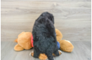 Mini Bernedoodle Pup Being Cute
