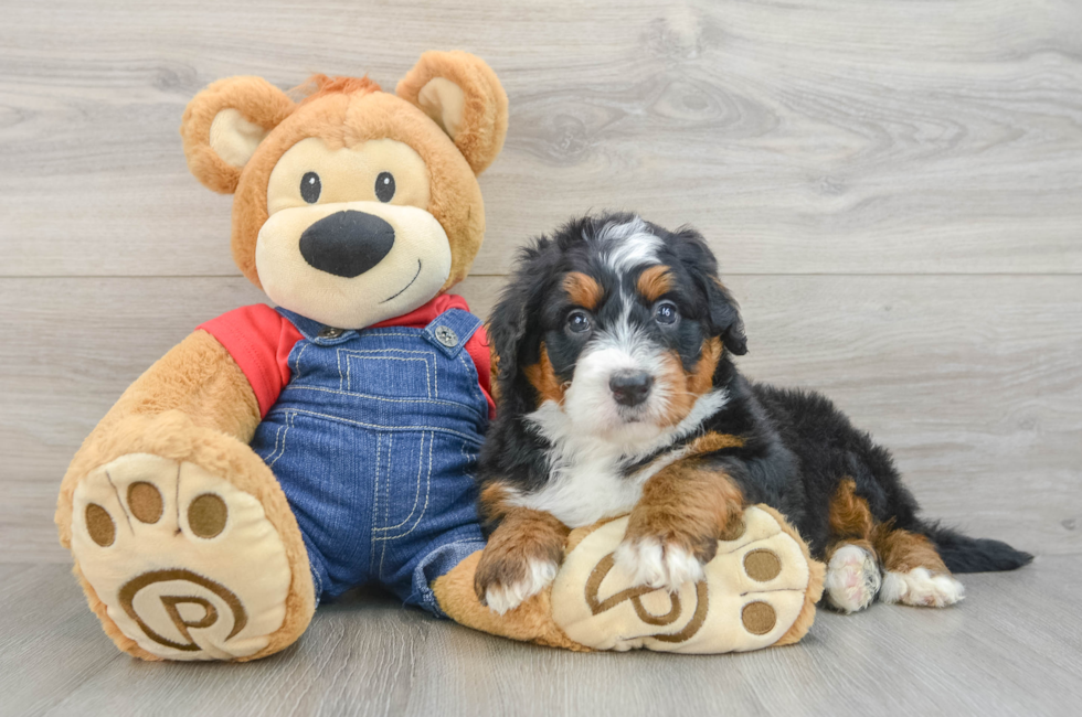 5 week old Mini Bernedoodle Puppy For Sale - Premier Pups