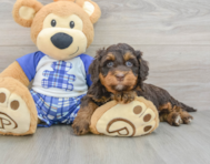 7 week old Mini Bernedoodle Puppy For Sale - Premier Pups