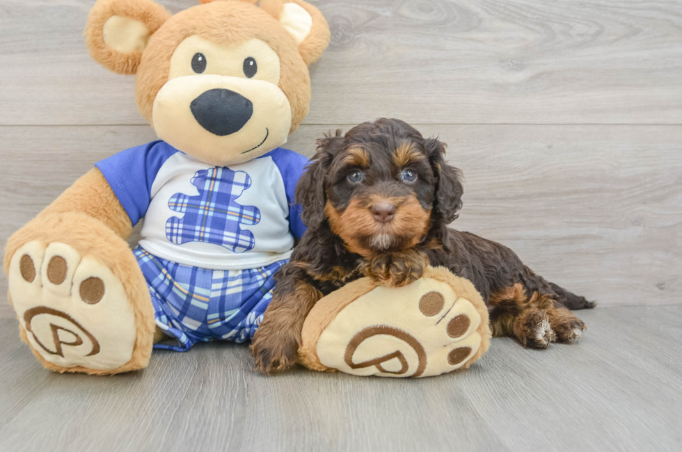 5 week old Mini Bernedoodle Puppy For Sale - Premier Pups