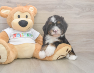 8 week old Mini Bernedoodle Puppy For Sale - Premier Pups