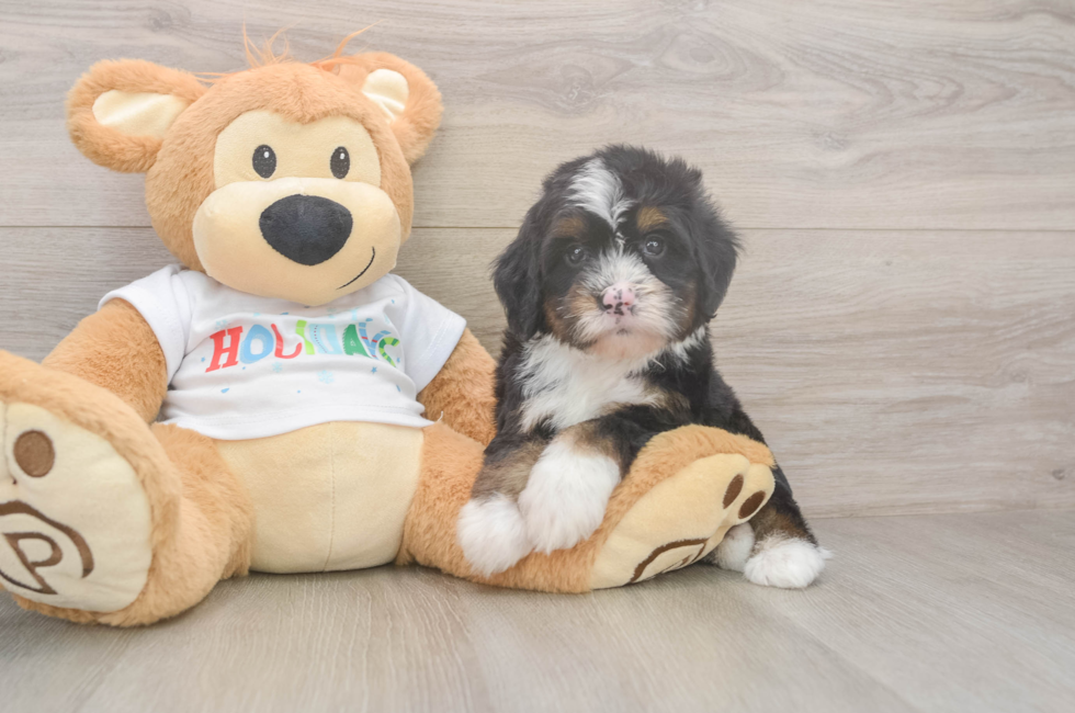 6 week old Mini Bernedoodle Puppy For Sale - Premier Pups