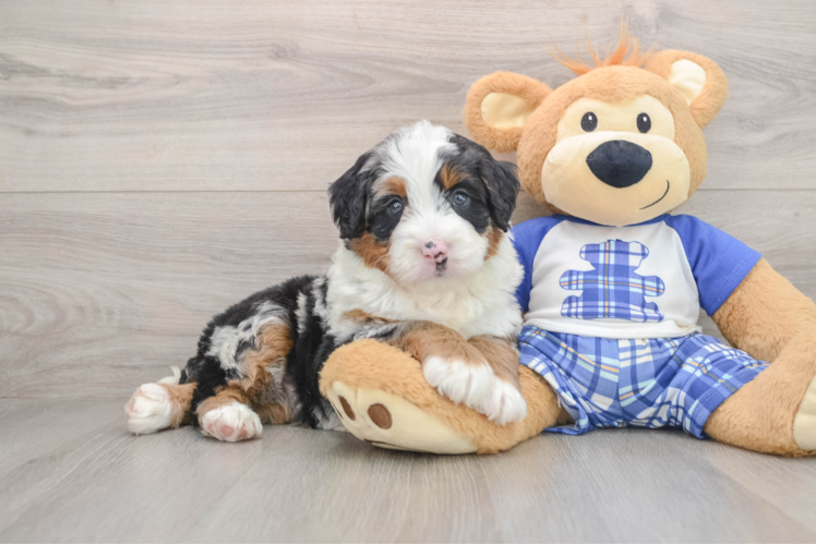 Best Mini Bernedoodle Baby