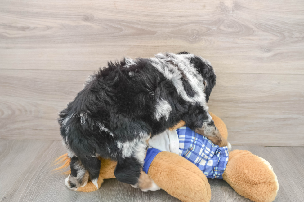 Best Mini Bernedoodle Baby