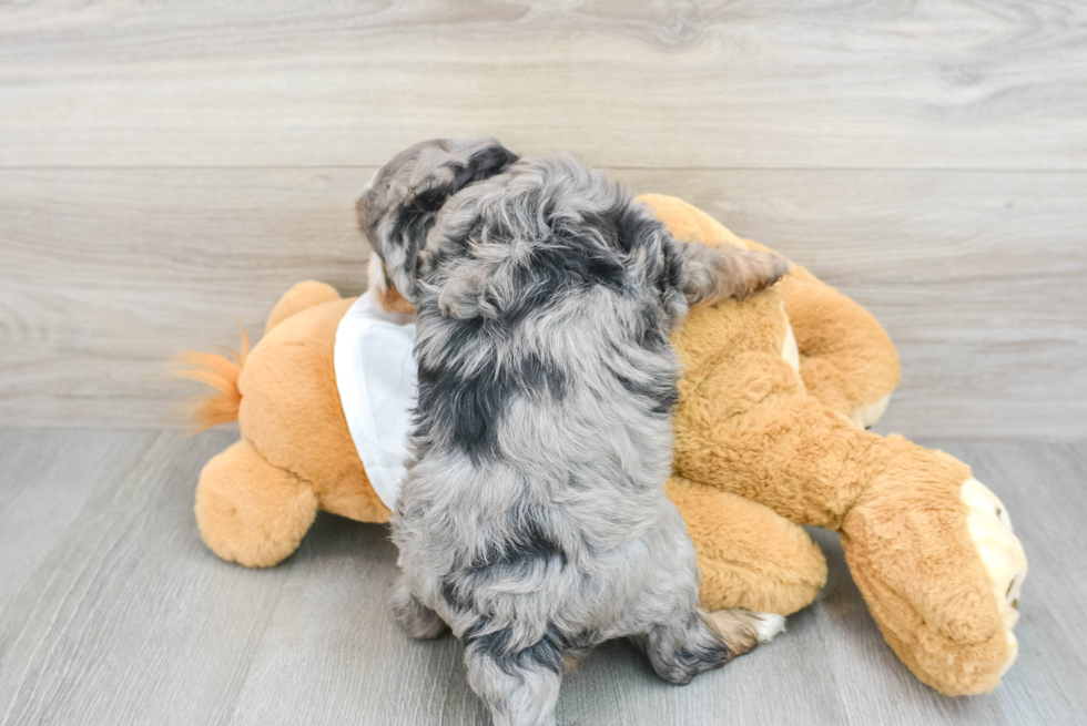 Mini Bernedoodle Pup Being Cute