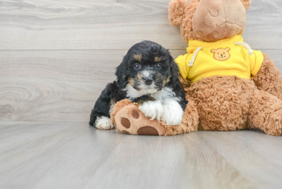 Funny Mini Bernedoodle Poodle Mix Pup