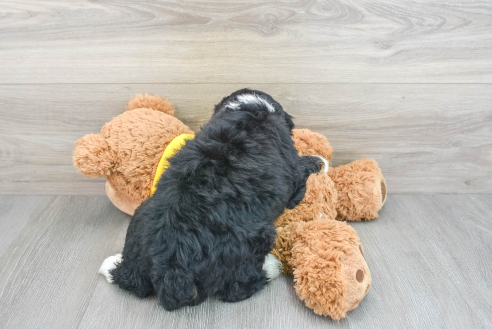 Mini Bernedoodle Pup Being Cute