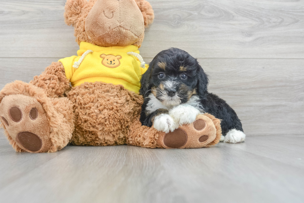 Mini Bernedoodle Puppy for Adoption