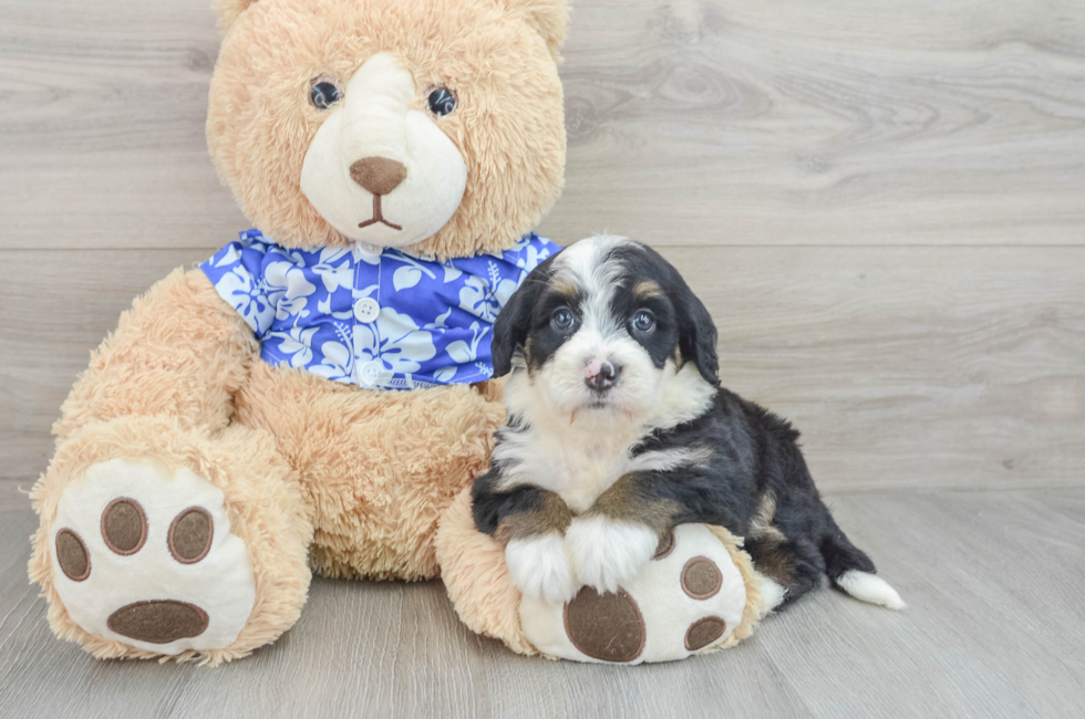 7 week old Mini Bernedoodle Puppy For Sale - Premier Pups