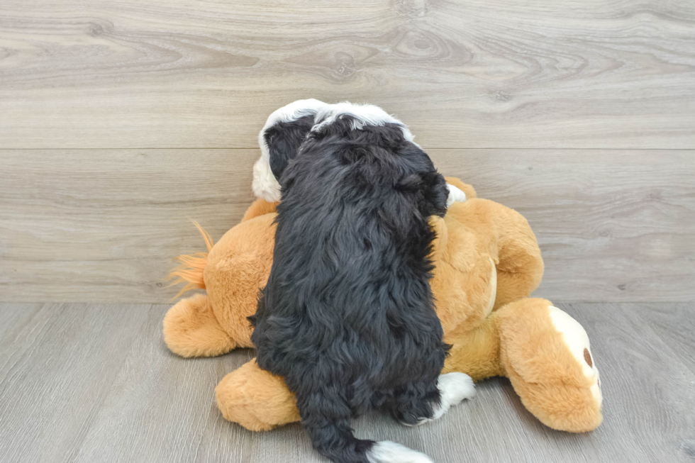 Hypoallergenic Mini Berniedoodle Poodle Mix Puppy