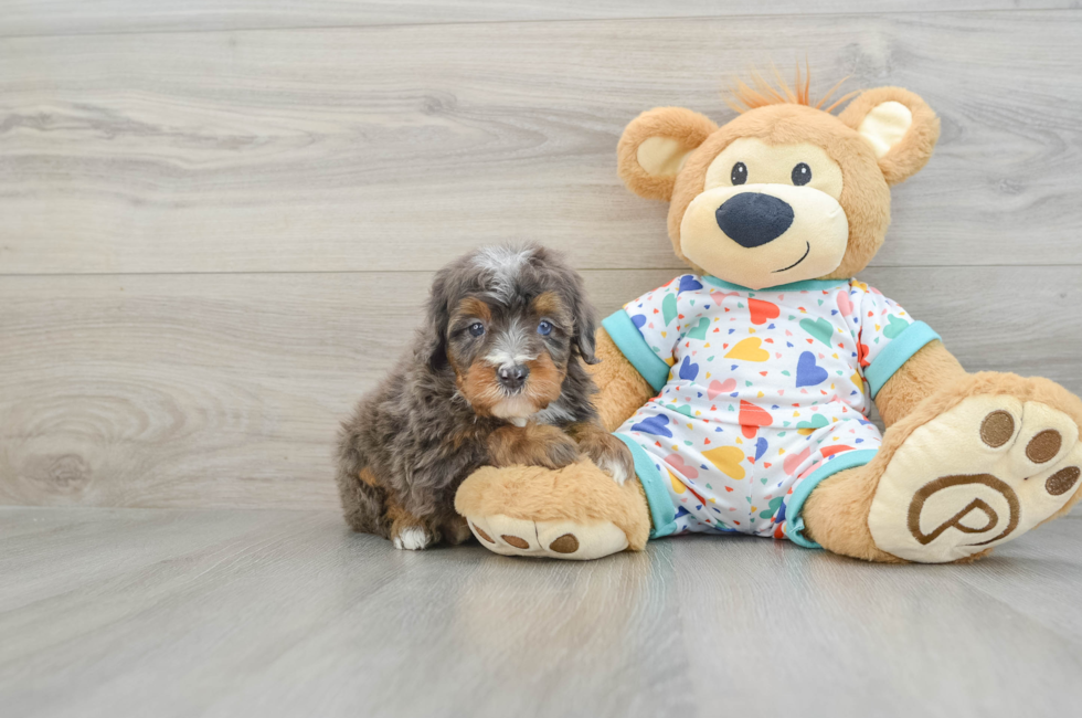 7 week old Mini Bernedoodle Puppy For Sale - Premier Pups