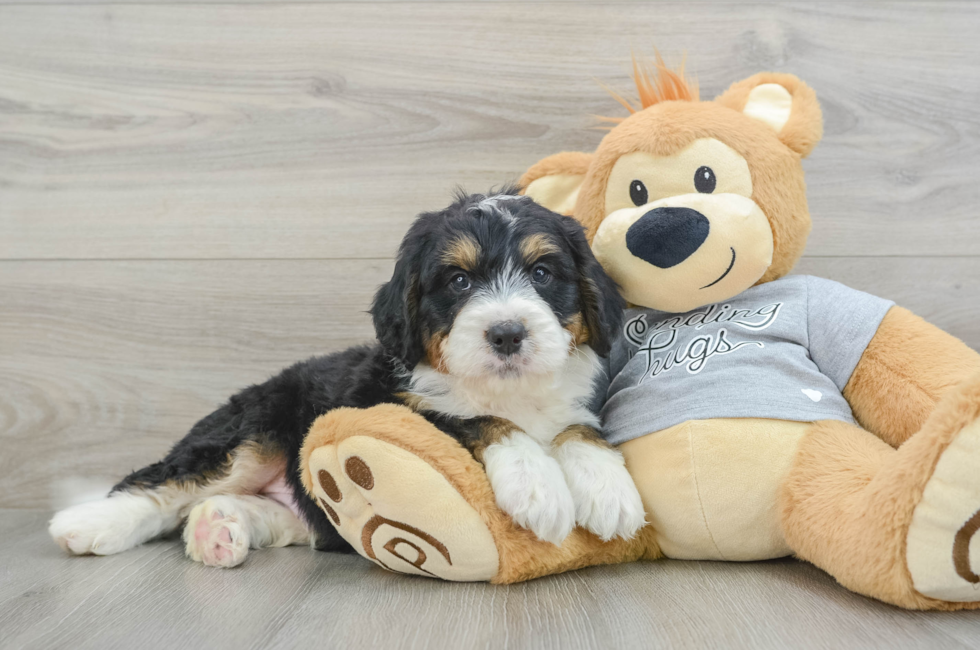 6 week old Mini Bernedoodle Puppy For Sale - Premier Pups