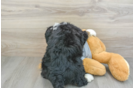 Fluffy Mini Bernedoodle Poodle Mix Pup