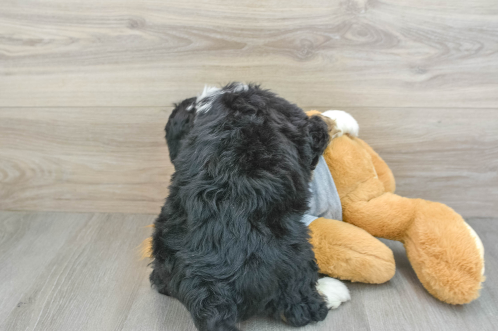 Fluffy Mini Bernedoodle Poodle Mix Pup