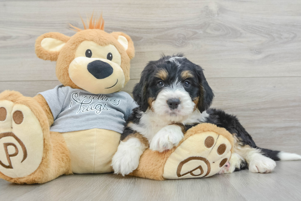 Playful Mini Bernese Poodle Poodle Mix Puppy