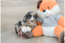 Little Mini Bernesedoodle Poodle Mix Puppy
