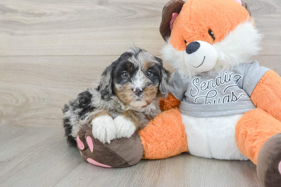 Little Mini Bernesedoodle Poodle Mix Puppy