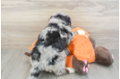 Little Mini Bernese Poodle Poodle Mix Puppy
