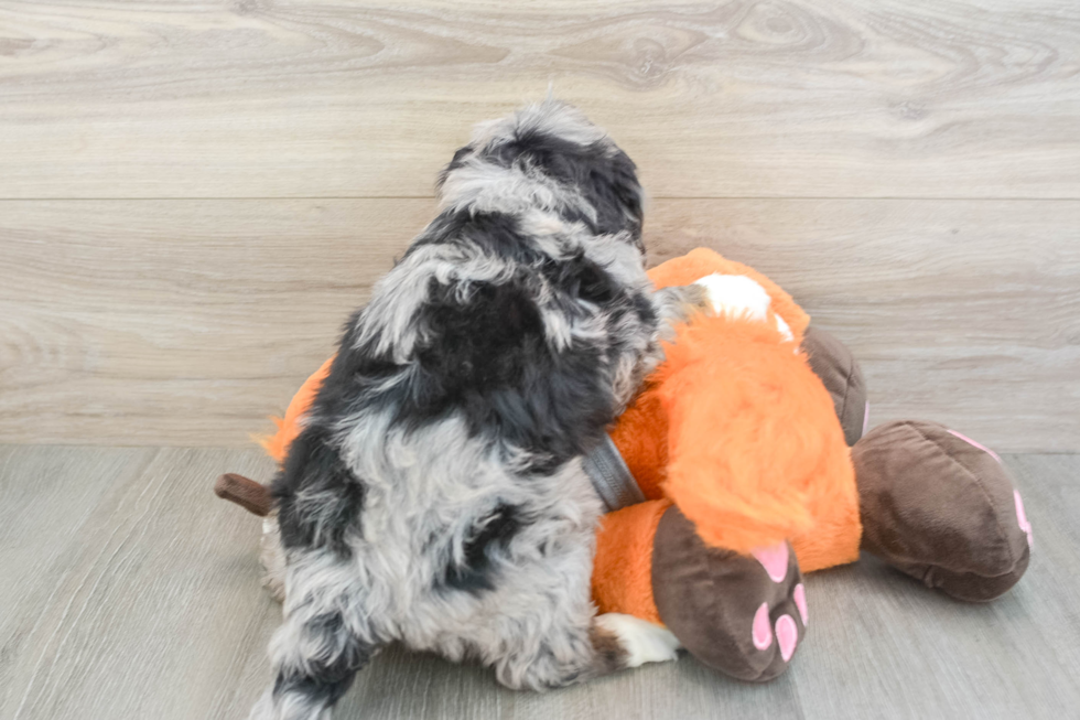Little Mini Bernese Poodle Poodle Mix Puppy